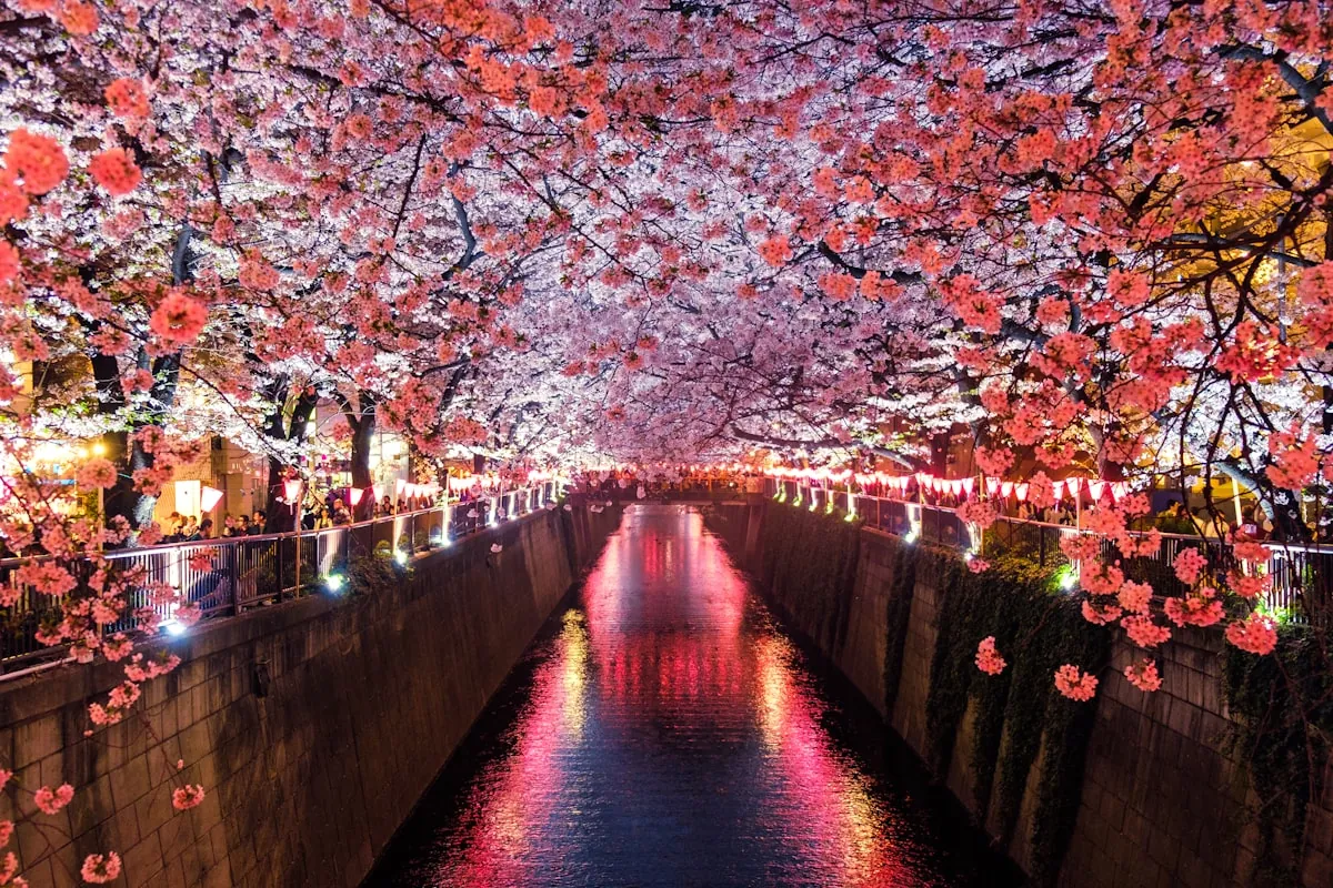 桜の咲く春の風景